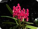 Dyakia hendersoniana